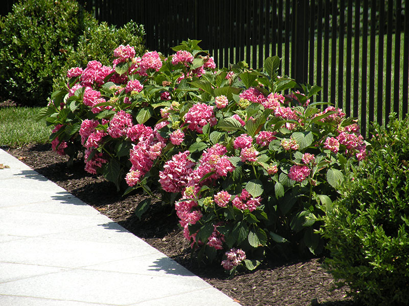 beautiful pink flower bushes